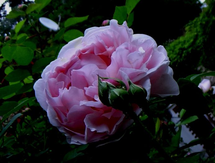 DSC01911 - Cottage Rose