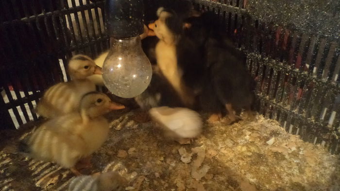 boboci rata iunie 2015