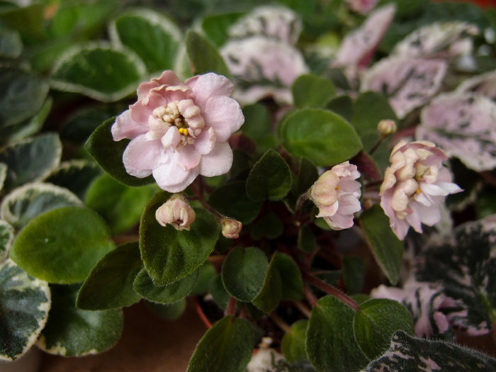 Pink Mint - a a Ghiceste varietatea