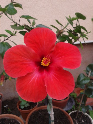 1 - hibiscus