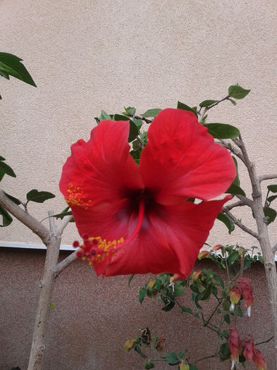 2 - hibiscus