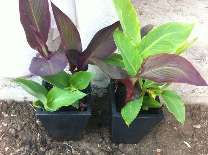 Canna - vara in gradina si in jardiniere