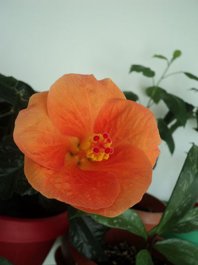 Vicky Orange - Hibiscus