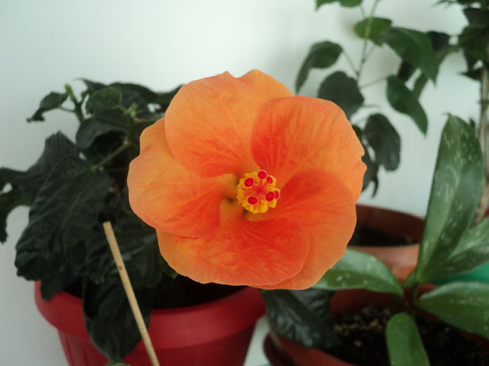 Vicky Orange - Hibiscus