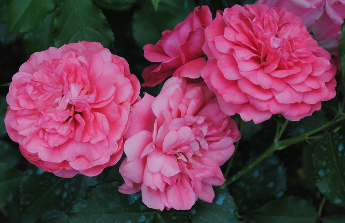 Rosarium Uetersen - 2015 trandafiri -II