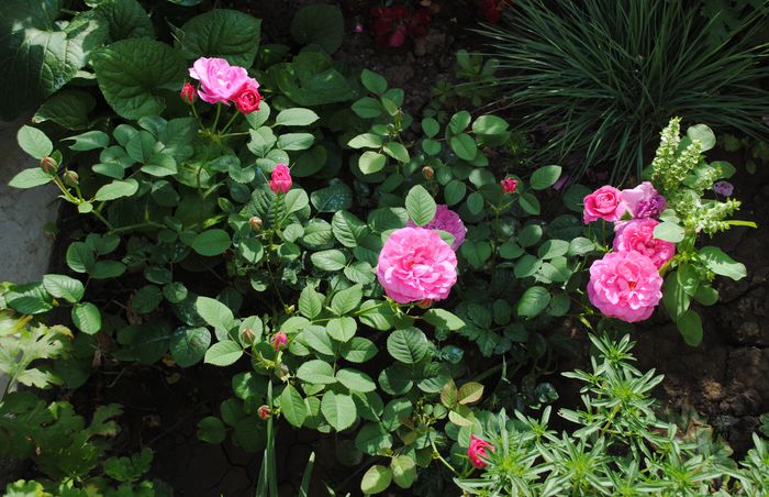 12 iunie, England s Rose