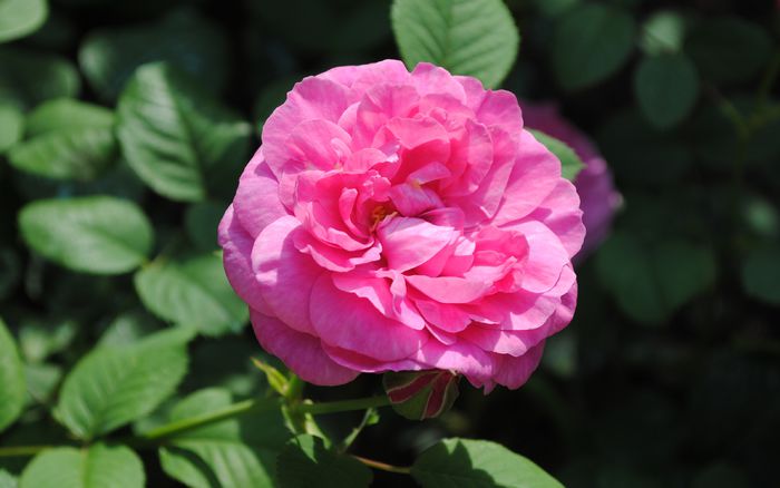 England s Rose