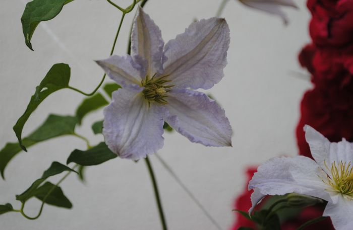 clematis Blue Angel