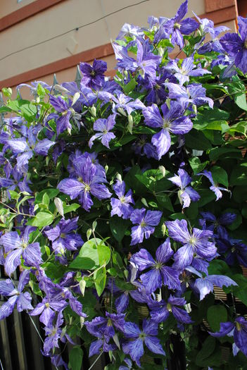 clematis Tie Dye
