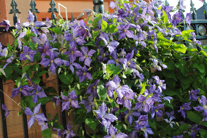 12 iunie, clematis Tie Dye