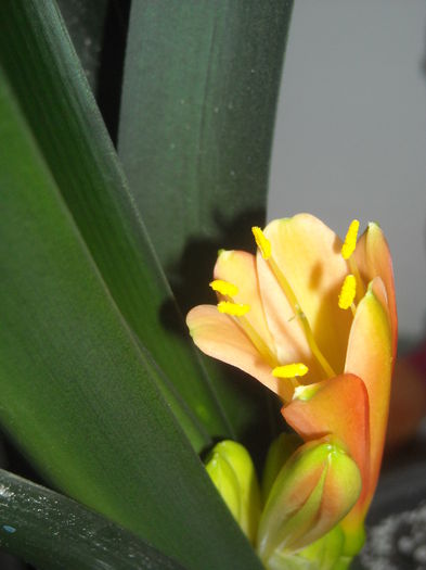 Clivia ??? - 0 Zambetul florilor