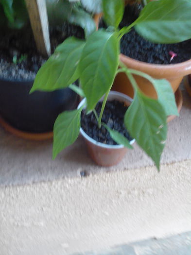 IMG_20150616_150626 - floricele 2015