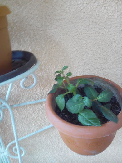 cercelusi puiuti - floricele 2015