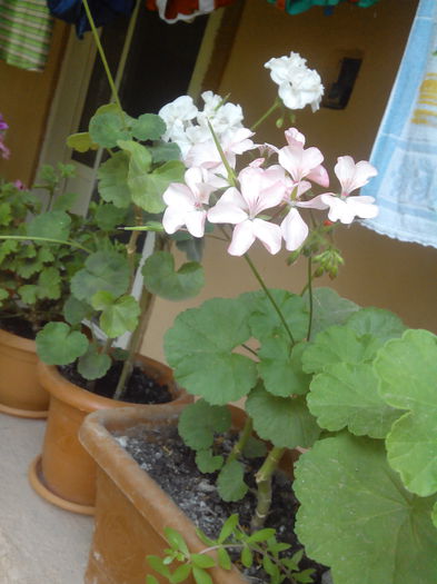 IMG_20150616_150437 - floricele 2015