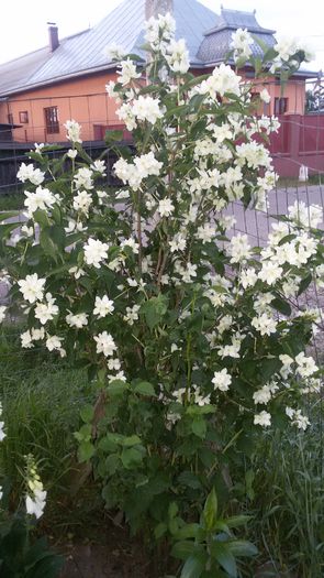 20150609_210827 - 2015 in gradina mea