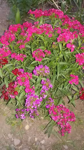 20150609_211352 - 2015 in gradina mea