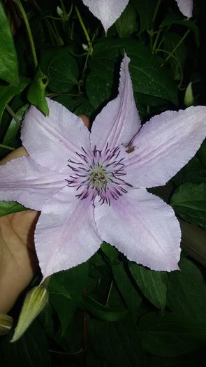 20150609_211316 - 2015 in gradina mea