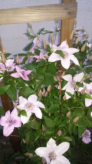 20150609_211333 - 2015 in gradina mea
