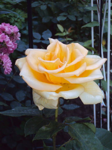 DSC09801