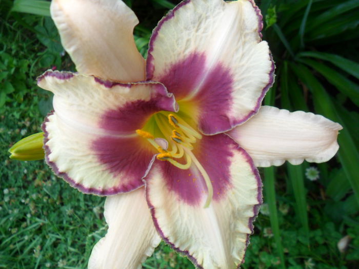 SAM_6116 - hemerocallis