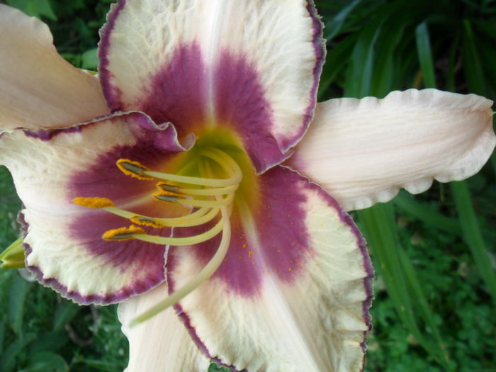 SAM_6117 - hemerocallis