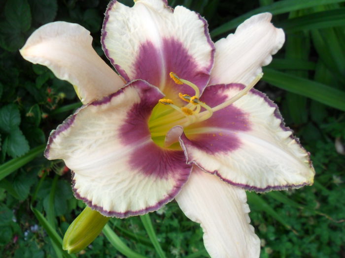 SAM_6118 - hemerocallis