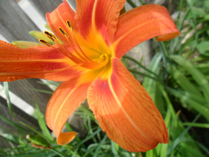 SAM_6121 - hemerocallis