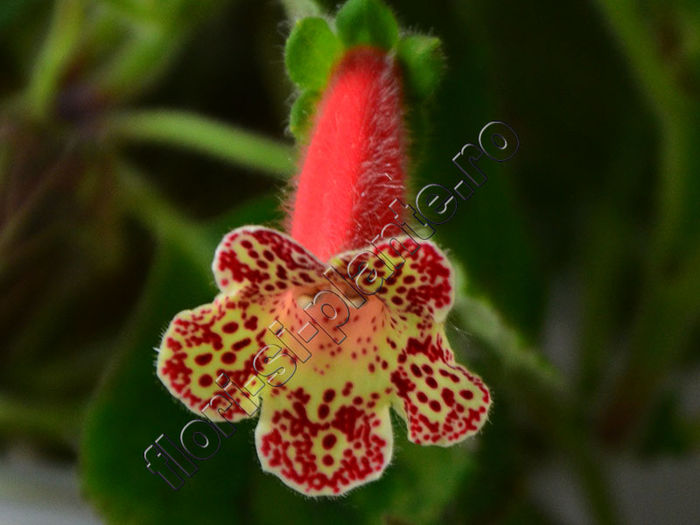 NEW 2015 - Kohleria Luci s Casmir - KOHLERIA IV - Hibrizii mei - My hybrids