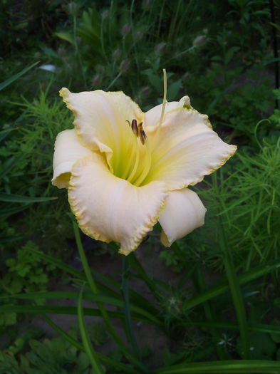 IMG_20150616_084931 - cale si crini 2015