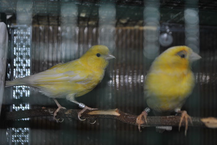 CANARI ROLLER