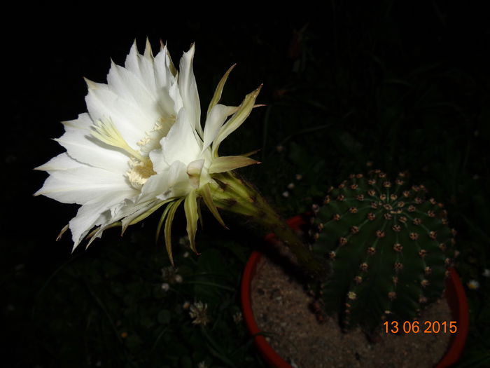 DSC04479 - Cactus