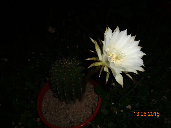 DSC04480 - Cactus