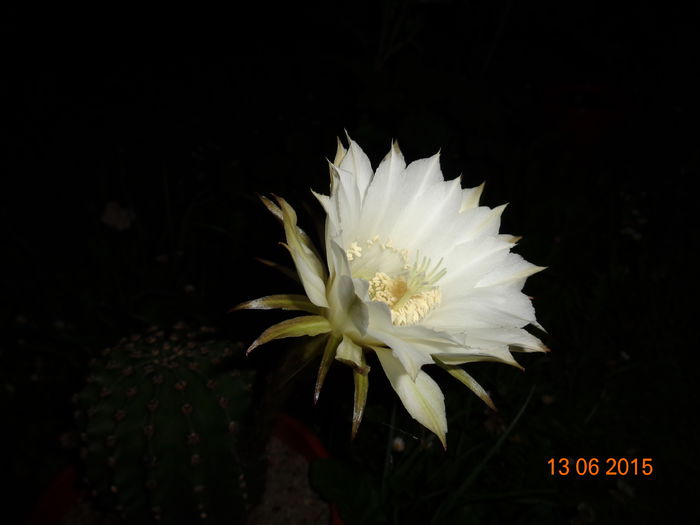 DSC04483 - Cactus