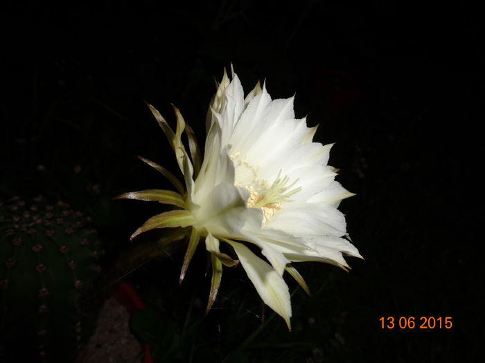 DSC04485 - Cactus