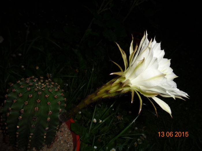 DSC04486 - Cactus