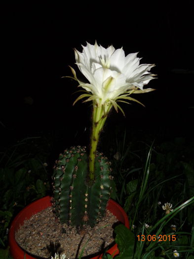 DSC04487 - Cactus