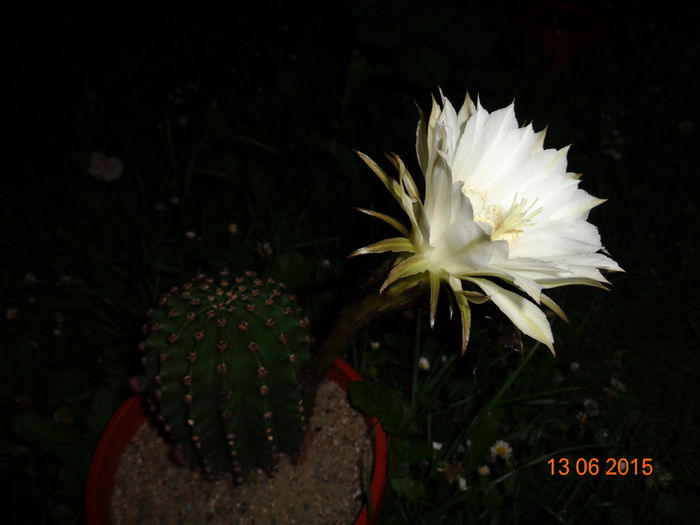 DSC04491 - Cactus