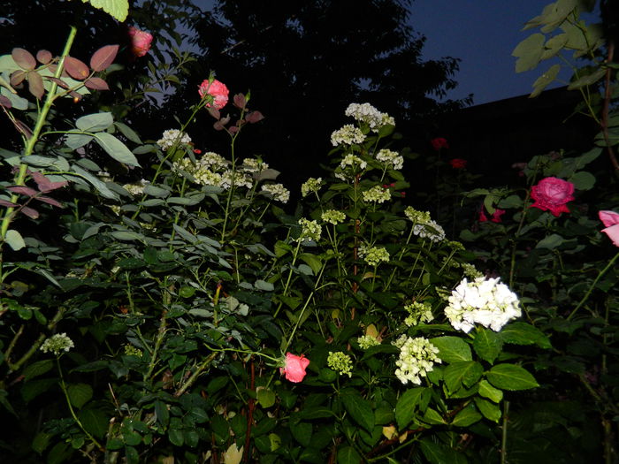 DSCN9478 - 2015_2_IUNIE