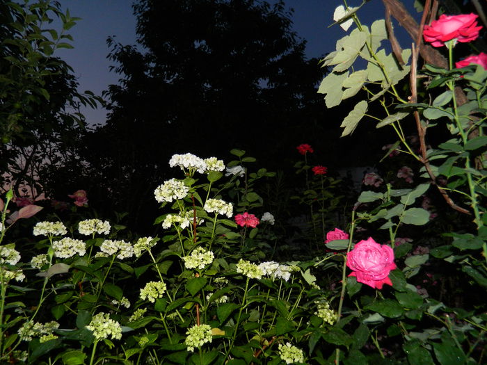 DSCN9479 - 2015_2_IUNIE