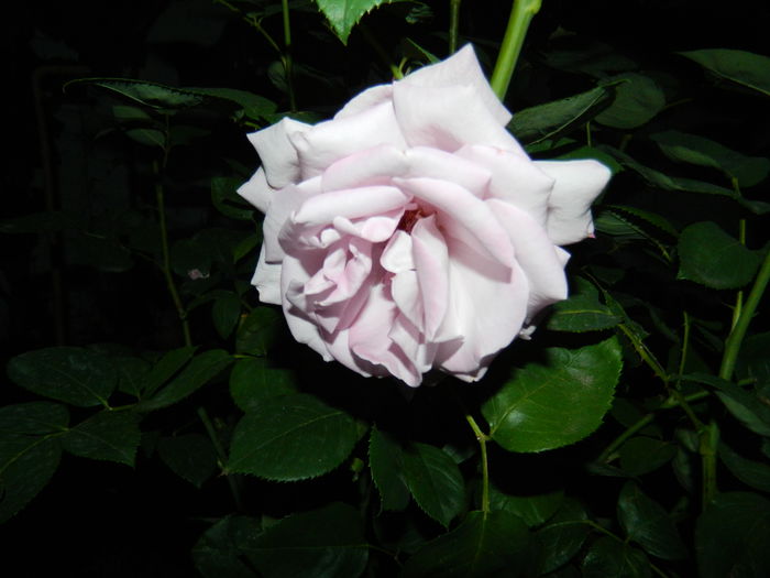 DSCN9486 - 2015_2_IUNIE