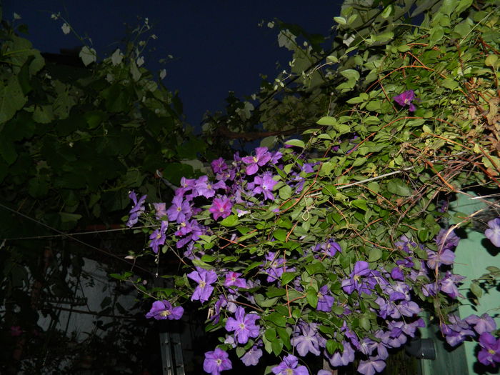 DSCN9487 - 2015_2_IUNIE