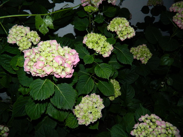 DSCN9500 - 2015_2_IUNIE