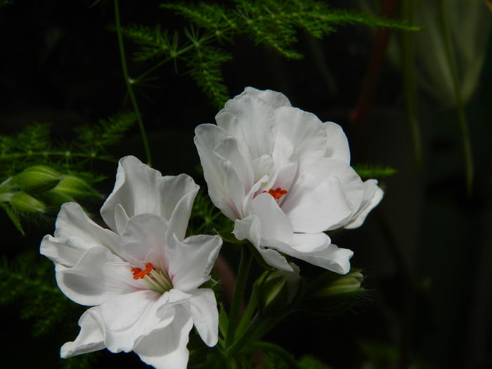 DSCN9574 - 2015_2_IUNIE