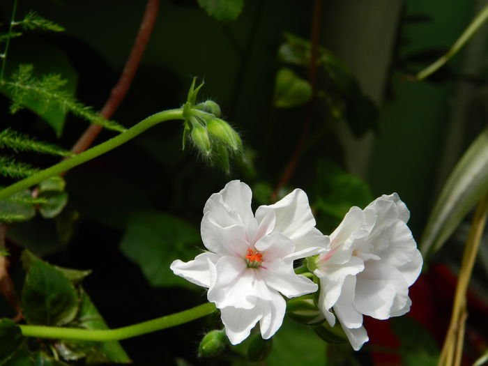 DSCN9576 - 2015_2_IUNIE