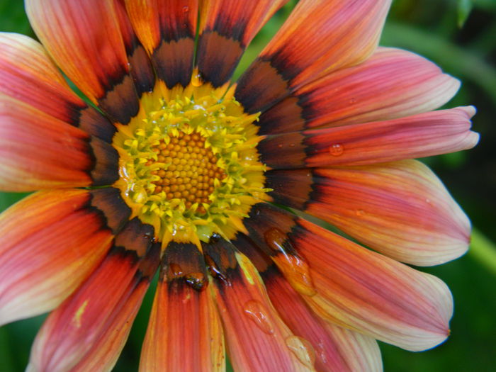 DSCN9586 - 2015_2_IUNIE