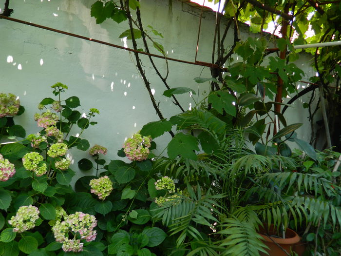 DSCN9603 - 2015_2_IUNIE