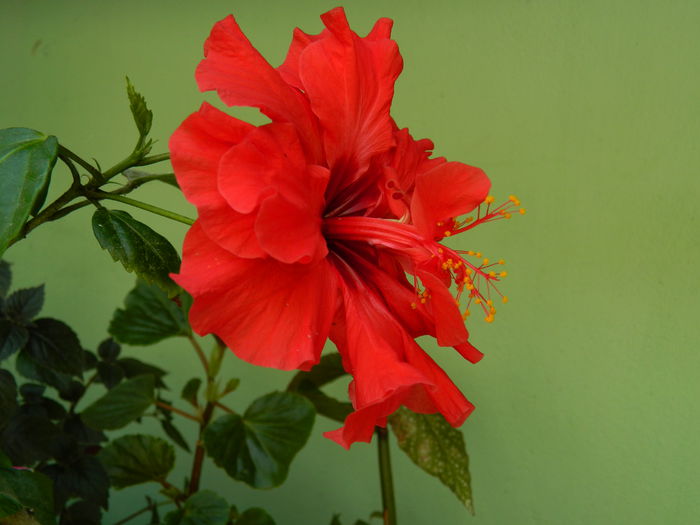 DSCN9618 - 2015_2_IUNIE