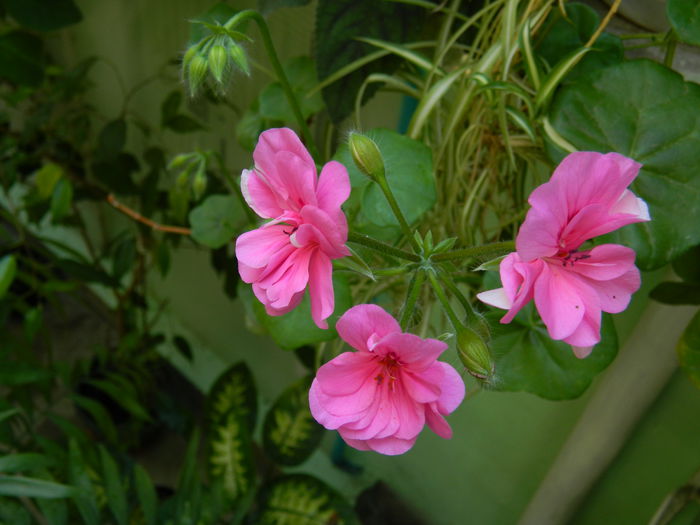 DSCN9621 - 2015_2_IUNIE