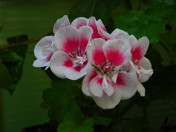 DSCN9629 - 2015_2_IUNIE