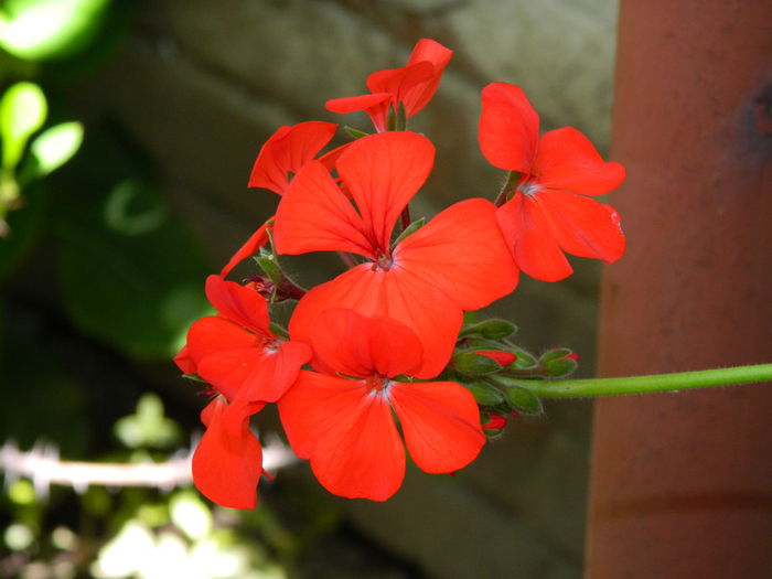 DSCN9632 - 2015_2_IUNIE